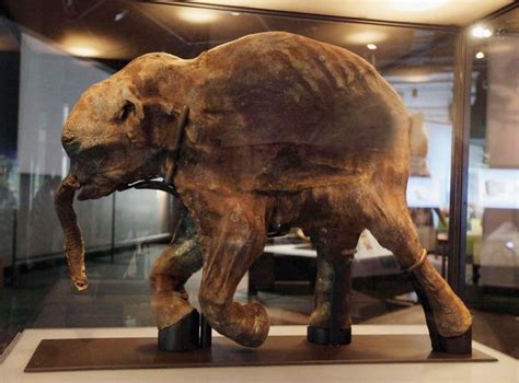 Woolly mammoth | extinct mammal | Britannica