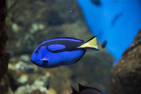 What Kind of Fish is Dory? - Facts.net