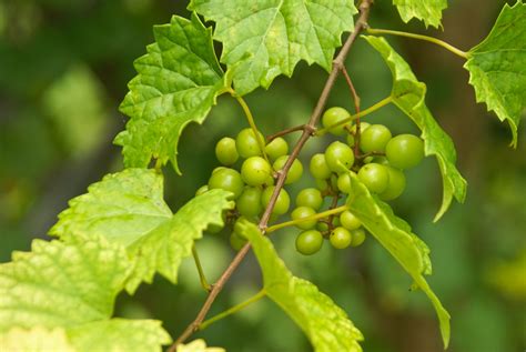 Muscadine Grapes (Vitis rotundifolia) - Michael A. Gilkey, Inc.