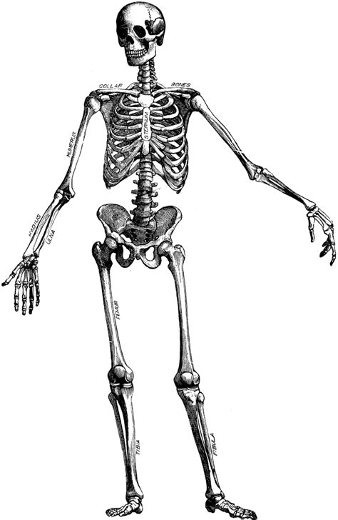 Blank Human Skeleton - ClipArt Best