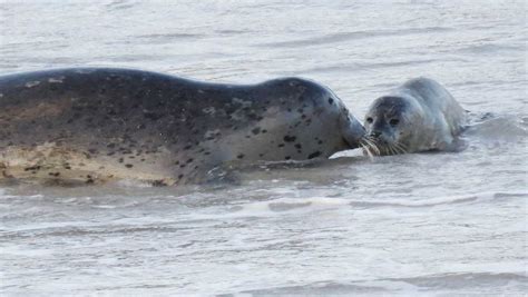 Harbor seal pupping season underway in Pacific Grove