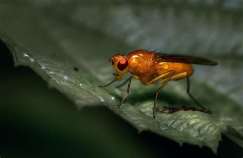 Fruit Fly Maggots Discovered in Riverland Area - Orchard Tech