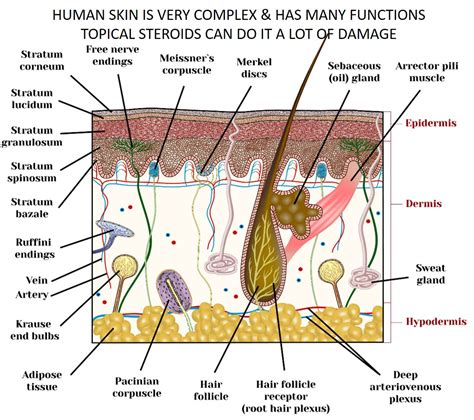 Skin Diagram With Labels