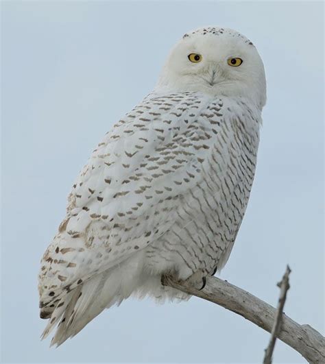 Snowy owl | Arctic predator, white feathers, nocturnal | Britannica