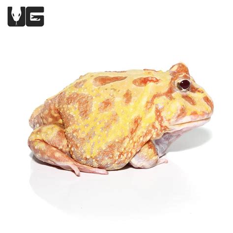 Albino Pacman Frogs For Sale - Underground Reptiles