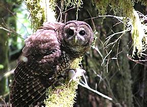 Spotted Owl | Endangered Species Coalition