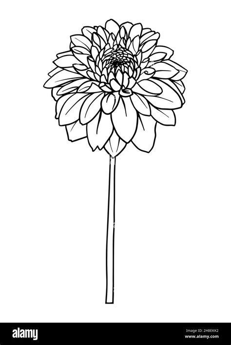 Contour drawing of a dahlia flower. Vector isolated clipart. Minimal monochrome hand-drawn ...