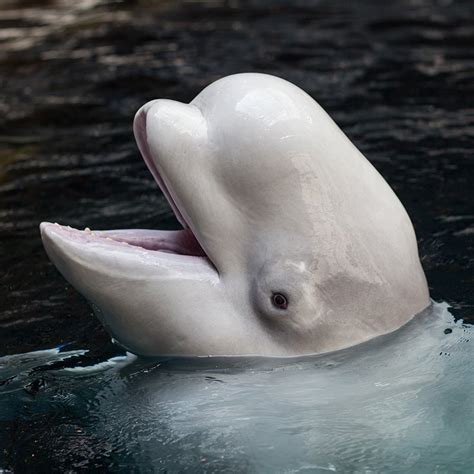 Beluga Whale - Georgia Aquarium