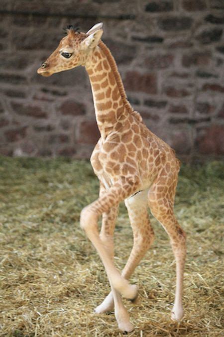 Baby Giraffes (40 pics)