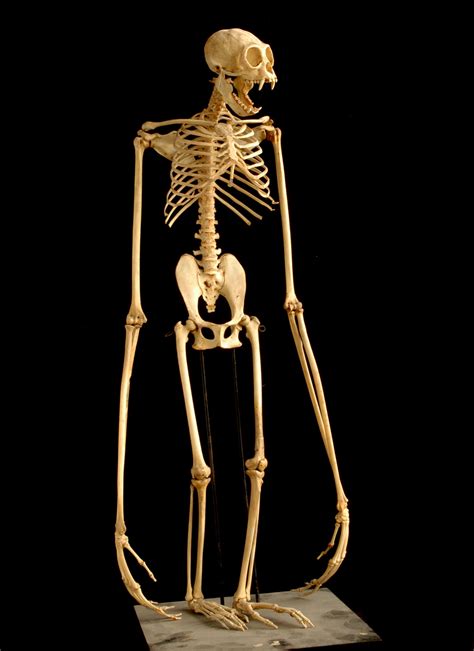 , phoneus: abstractbody: gibbon skeleton hey...