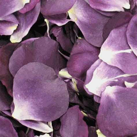 Passionate Purple Rose Petals (30 Cups) - Wholesale - Blooms By The Box