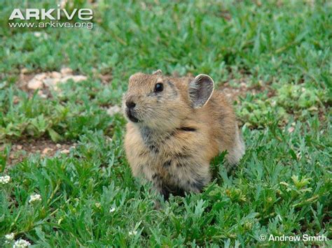 Plateau pika - Alchetron, The Free Social Encyclopedia