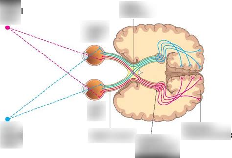 visual pathway Diagram | Quizlet