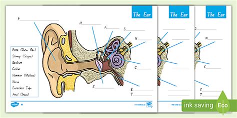 Diagram Of The Ear