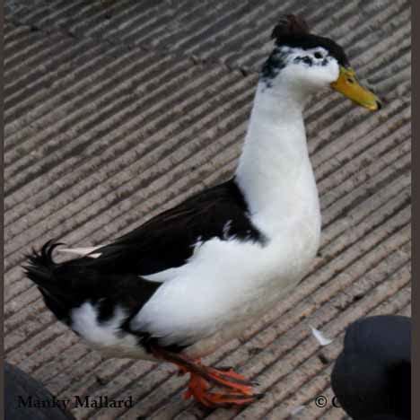 Manky Mallard (Anas platyrhynchos) - North American Domesticated Ducks ...