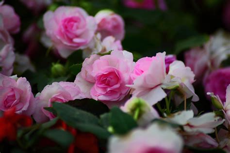 Pink Roses | Flowers| Free Nature Pictures by ForestWander Nature Photography