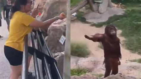 Orangutan hilariously asks for food from zoo visitor in viral video. Watch | Trending ...