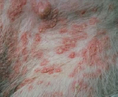 The Dangers Of Dog Skin Infections | Heidi Salon