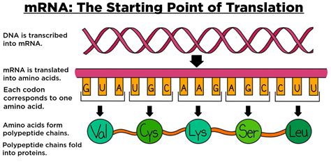 Mrna Structure And Function