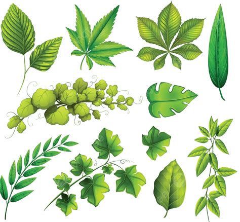 Different Leaves Lower Atmosphere Photosynthesis Vector, Lower, Atmosphere, Photosynthesis PNG ...