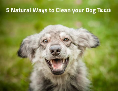 5 Natural Ways to Clean your Dog Teeth - PetCareSupplies Blog