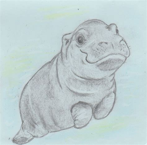 Baby Hippo Drawing at GetDrawings | Free download