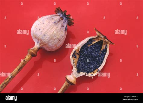 Opium poppy seeds and pods Papaver Somniferum Stock Photo, Royalty Free Image: 3553997 - Alamy