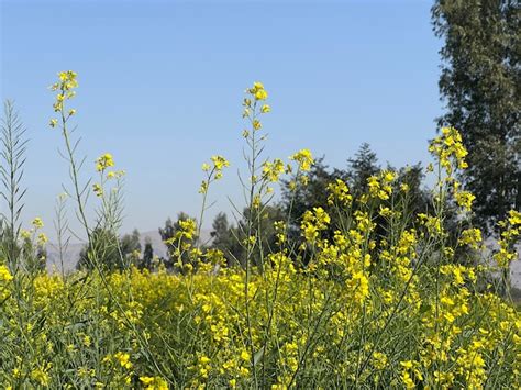 Premium Photo | A field of yellow canola flowers in the spring.