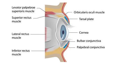 Eyelid Anatomy Diagram