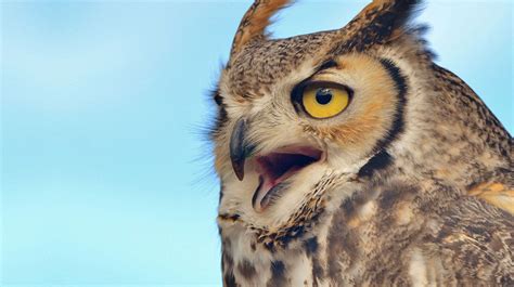 Great horned owl | Size, Habitat, & Facts | Britannica