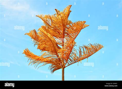 Dying pine tree Stock Photo - Alamy