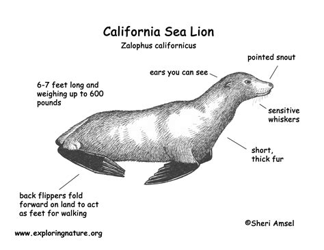 Sea Lion (California)