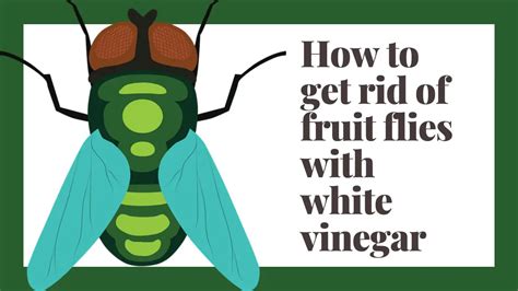 How to get rid of fruit flies with white vinegar