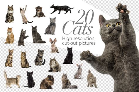 20 Cats - Cut-out High Res Pictures | Graphic Objects ~ Creative Market