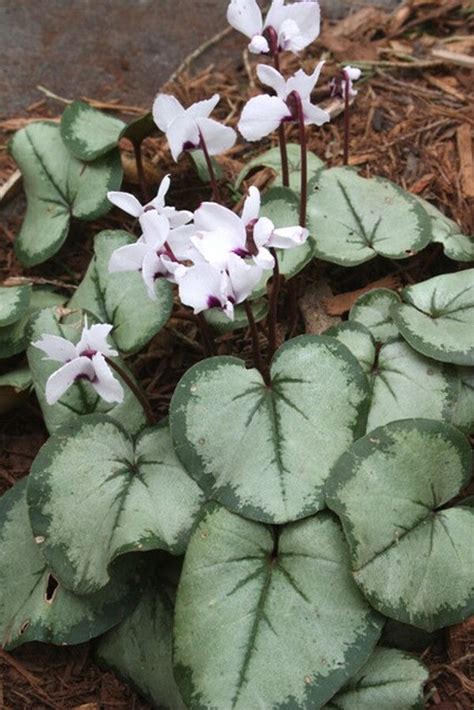 Learn about Cyclamen coum Silver Leaf | Coum Hardy Perennial Cyclamen | Perennial Encyclopedia