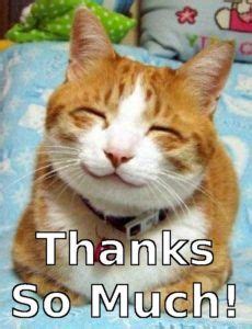 Thank You cat meme | Happy cat, Cats, Smiling cat