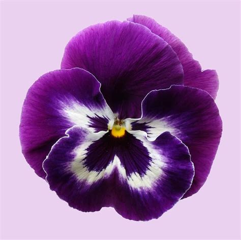 Best Of Pansy Flower Deutsch 15+