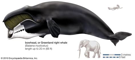 Right whale | Size, Diet, & Habitat | Britannica