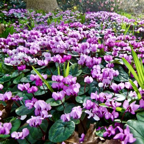 Cyclamen 'Coum' | Woodland Bulbs