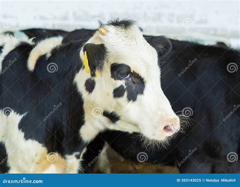 A Small Spotted Calf on a Livestock Farm. Farm Animal. Cute Young Black ...