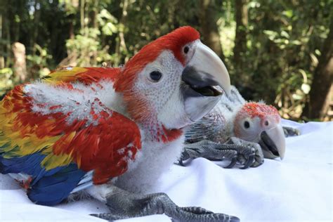 Lafeber’s Global Parrot Conservation Spotlight: Guatemala & the Scarlet Macaw – Pet Birds by ...