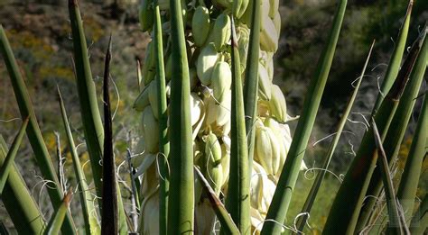 Buy Wholesale Yucca root | Monterey Bay Herb Co