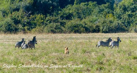 lions hunting zebra - Africa Geographic