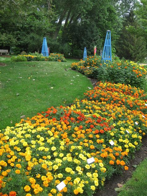 Fist-Sized Marigolds | Rotary Botanical Gardens