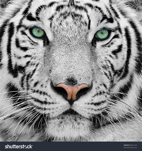 White Tiger Background, Green Eyes White Tiger, #10451