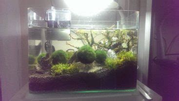 Accelerating Marimo Growth with CO2 - MossBall.com