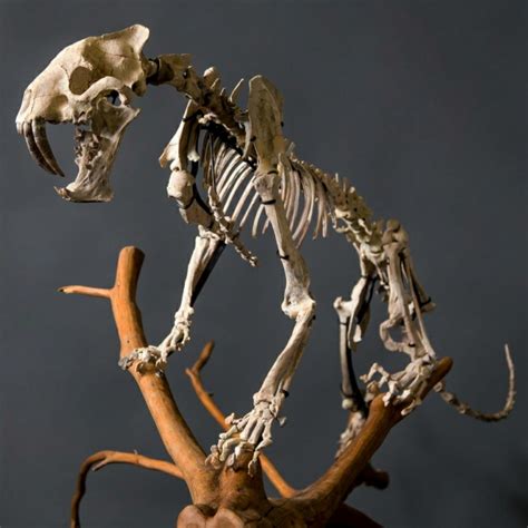 Sabertooth Tiger Fossil Skeleton | SkullStore Inc.