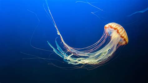 No Brain? For Jellyfish, No Problem | Blog | Nature | PBS