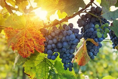 Winemaking 101 • Part I: Science Behind Growing Grapes • Winetraveler