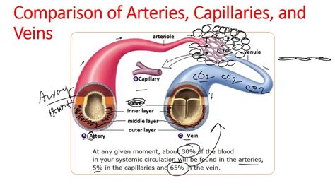 blood vessels anatomy